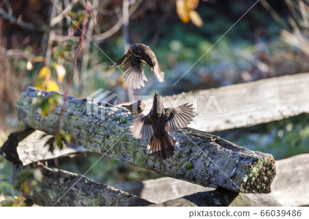 Spotted Towhee fighting Spotted Towhee fighting 66039486