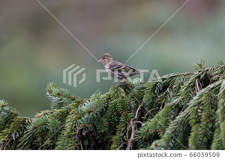 pine siskin bird 66039509
