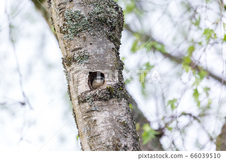 Red breasted nuthatch 66039510