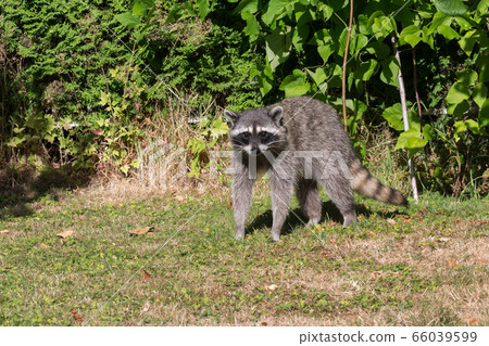 Raccoon 66039599