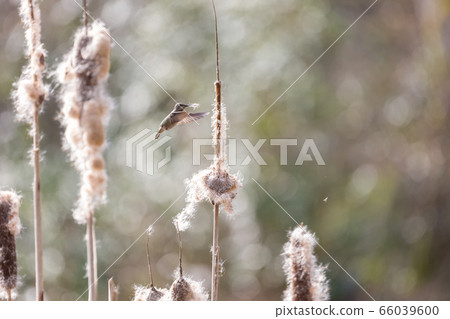 Annas hummingbird gathering nest material Annas hummingbird gathering nest material 66039600