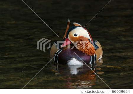 a Mandarin duck a Mandarin duck 66039604