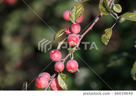 Red Crabapples Tree Red Crabapples Tree 66039649