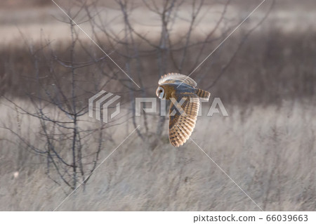 Barn owl hunting Barn owl hunting 66039663
