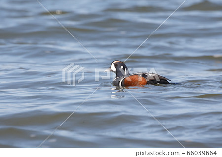 swimming Harlequin Duck swimming Harlequin Duck 66039664