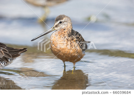 Long billed dowitcher Long billed dowitcher 66039684