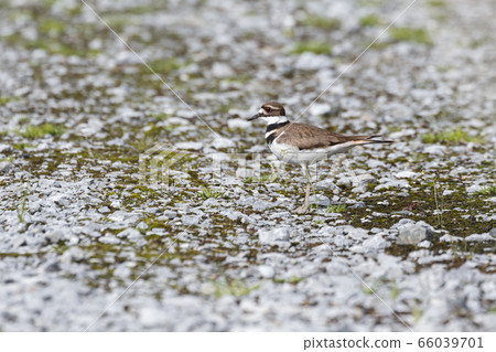 brown Killdeer Bird brown Killdeer Bird 66039701