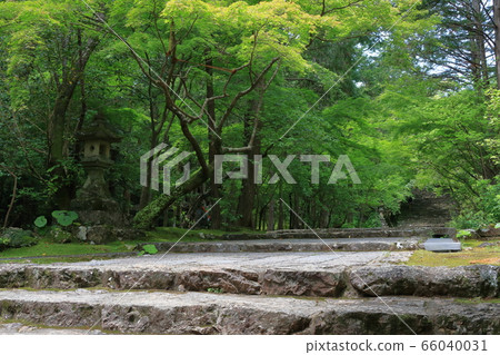 Fresh green approach to Godaizan Bamboo-ji Temple (Kochi City, Kochi Prefecture) 66040031
