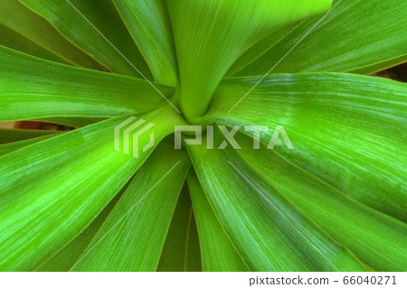 Close-up beautiful green leaves. Pattern background texture for design. Macro photography view. Close-up beautiful green leaves. Pattern background texture for design. Macro photography view. 66040271