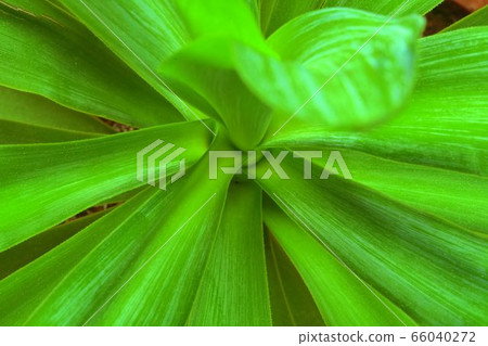 Green leaves texture. Unspecific natural green background. 66040272