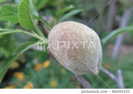 A young fruit (almond fruit) that is vividly growing by bathing in the morning sun in fresh green 66040393