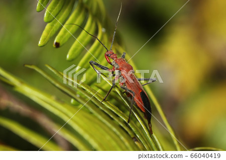 Red turtle Red turtle 66040419