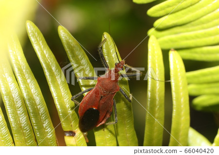 Red turtle Red turtle 66040420