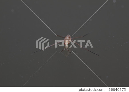 Amebos幼蟲 66040575