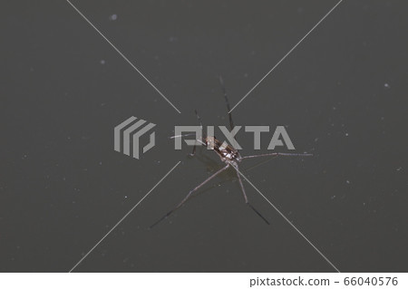 Amebos幼蟲 Amebos幼蟲 66040576