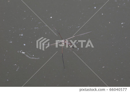 Amebos幼蟲 66040577