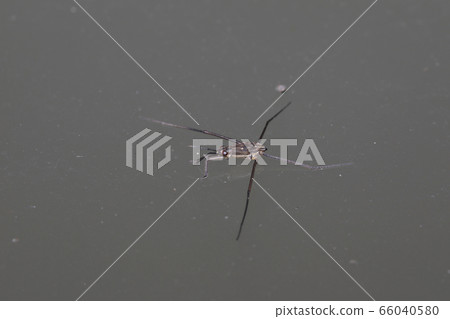 Amebos幼蟲 Amebos幼蟲 66040580