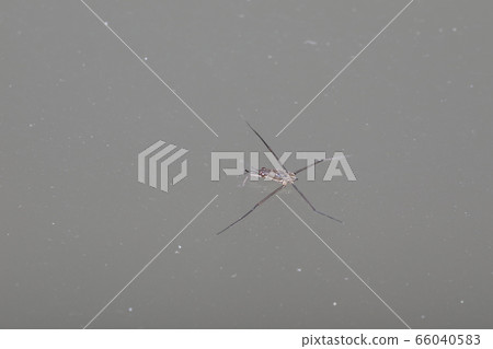 Amebos幼蟲 66040583