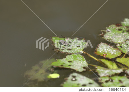 Amebos幼蟲 66040584