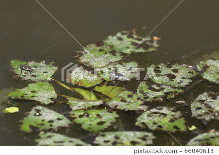 Amebos larva 66040613