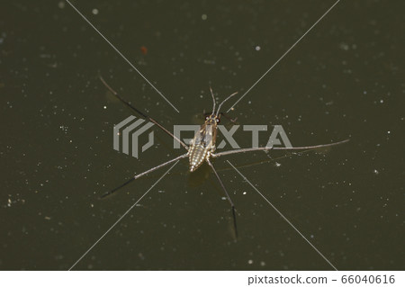 Amebos幼蟲 66040616