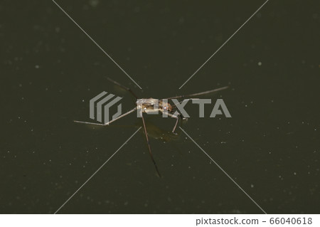 Amebos幼蟲 66040618