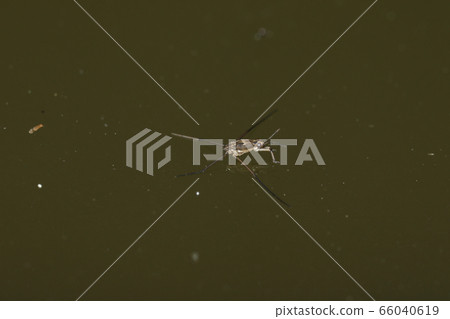 Amebos幼蟲 Amebos幼蟲 66040619