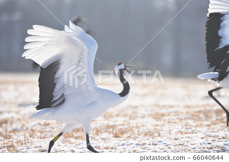 Dancing of cranes (Hokkaido, Tsurui) Dancing of cranes (Hokkaido, Tsurui) 66040644