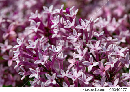 Lilac flowers spring blooming scene. Lilac flowers spring blooming scene. 66040977