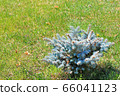 Small blue spruce background for decorative design. Spring background. Natural light. Natural green background. Nature background. Beautiful wood texture background. 66041123