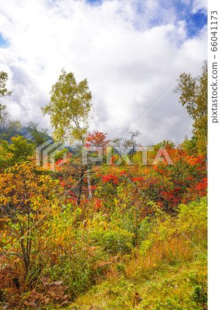 Fall in Norikura Kogen Fall in Norikura Kogen 66041173