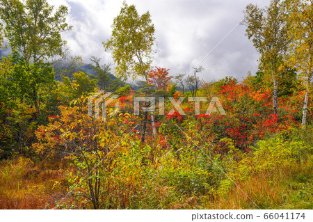 Fall in Norikura Kogen Fall in Norikura Kogen 66041174