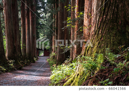 Togakushi Shrine / Okusha approach 66041566