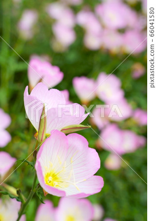 Evening blooming evening primrose Evening blooming evening primrose 66041580