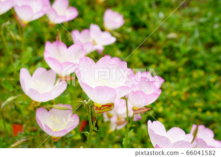 Evening blooming evening primrose 66041582