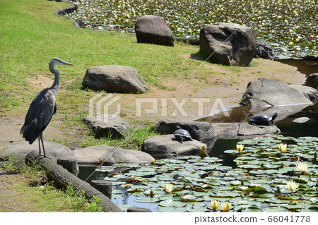 Misogi pond Misogi pond 66041778