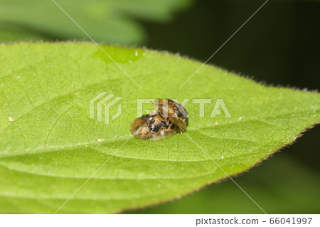 Inokoduchikamenoko甲蟲的交配 66041997