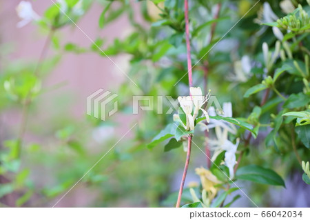 Honeysuckle Flower 66042034