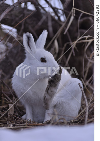 雪兔100（北海道） 66042293