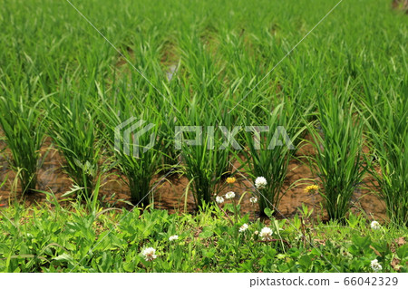 Rice terrace of Oura 66042329