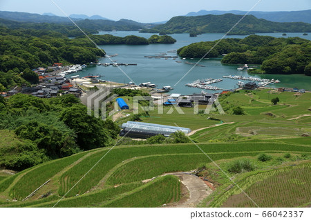 Rice terrace of Oura Rice terrace of Oura 66042337