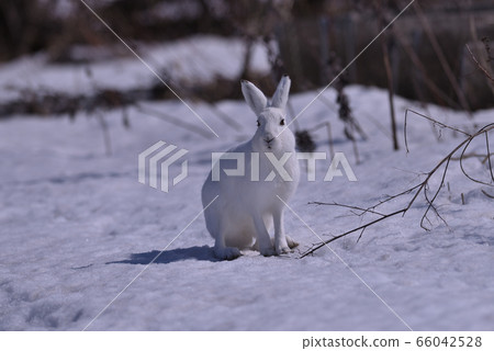 雪兔95（北海道） 66042528