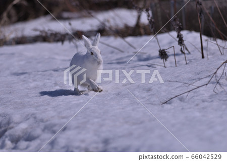 雪兔94（北海道） 66042529