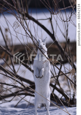 雪兔89（北海道） 66042534