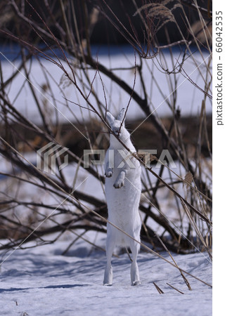 雪兔88（北海道） 66042535