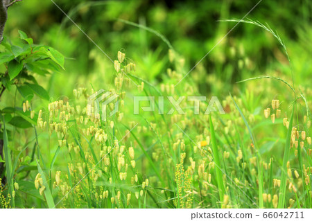 Madder beetle 66042711