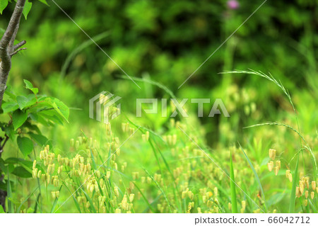 Madder beetle 66042712