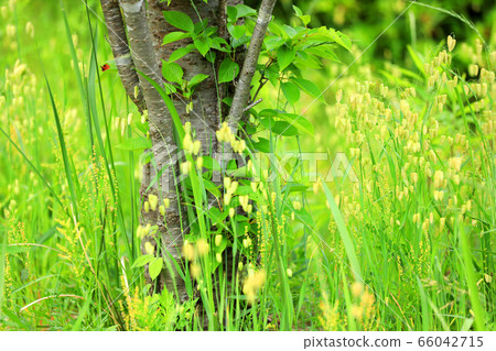 Madder beetle Madder beetle 66042715