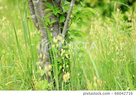 Madder beetle Madder beetle 66042716