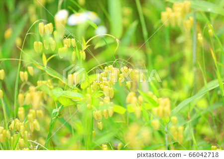 Madder beetle 66042718